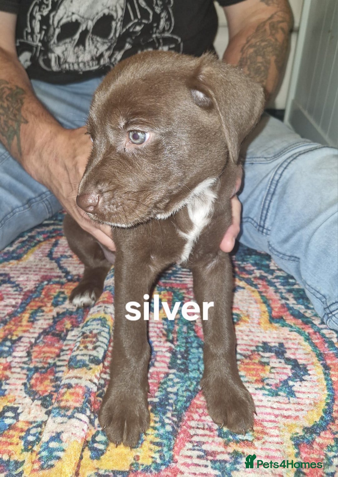 Mixed Breed dogs for sale: Dalmatian shepherd  - Image 34