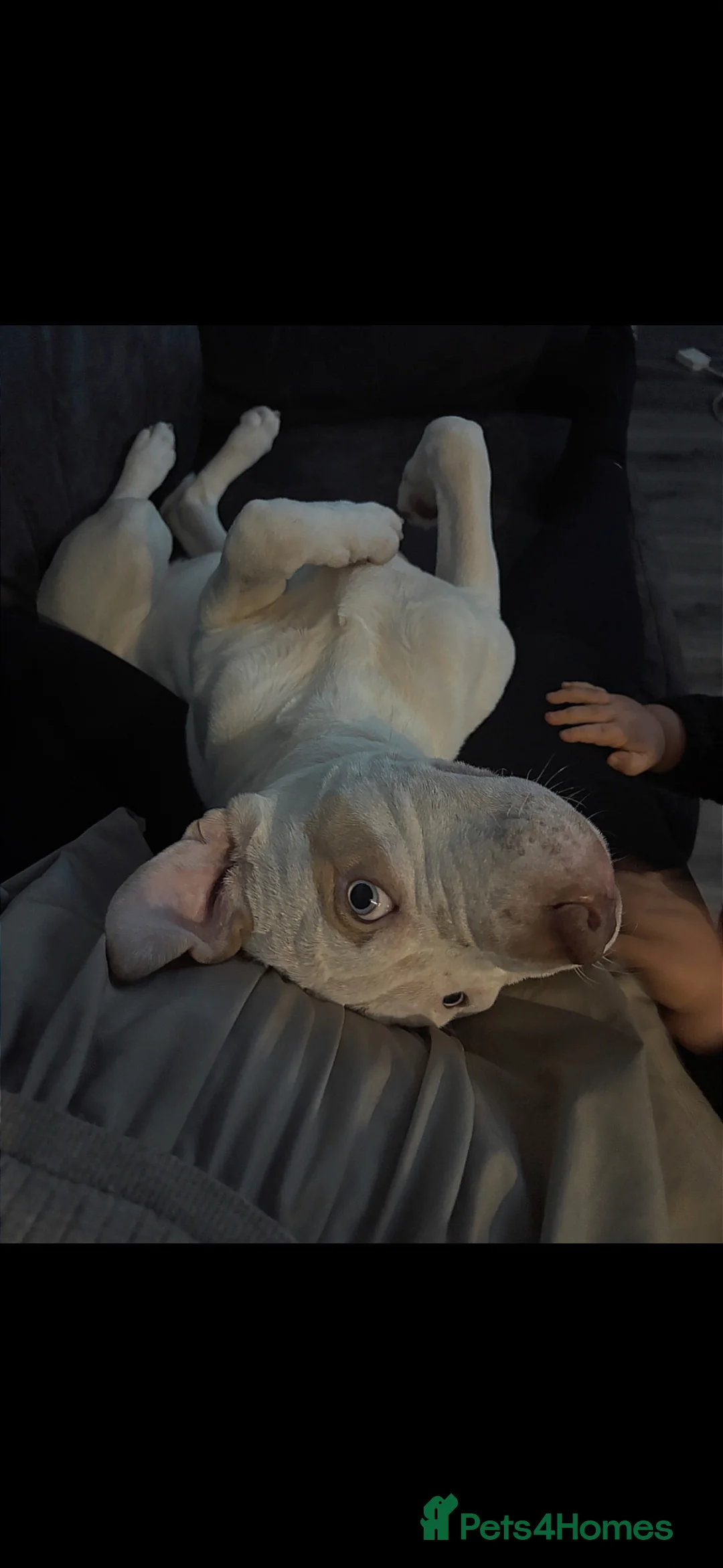 Mixed Breed dogs for sale: Puppy for sale  - Advert 2