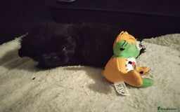 Shih Tzu dogs for sale: Quality Half Imperial Shitzu Puppies.  - Image 12