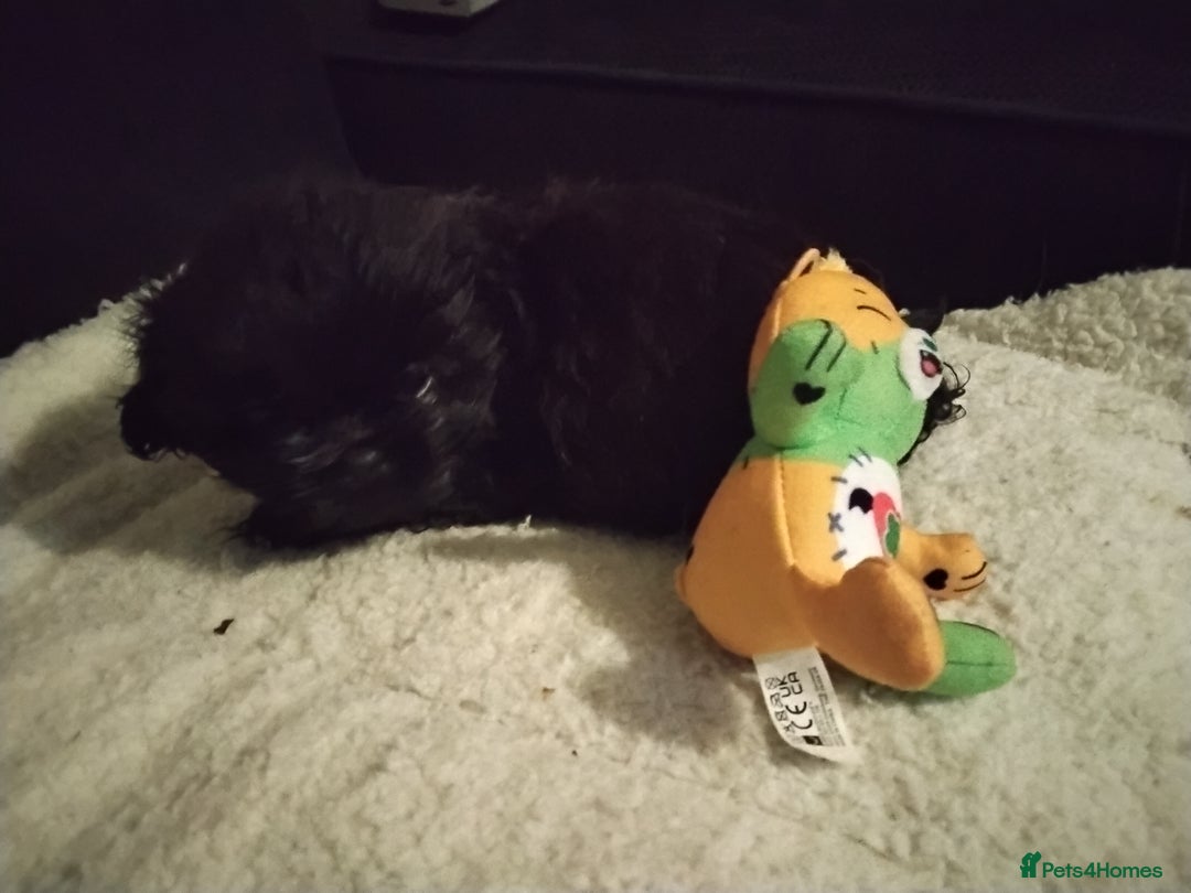 Shih Tzu dogs for sale: Quality Half Imperial Shitzu Puppies.  - Image 12