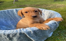 Labrador Retriever dogs for sale: Fox Red lab puppies for sale - Image 6