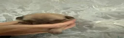 Pug dogs for sale: pedigree pug puppy’s  - Advert 9