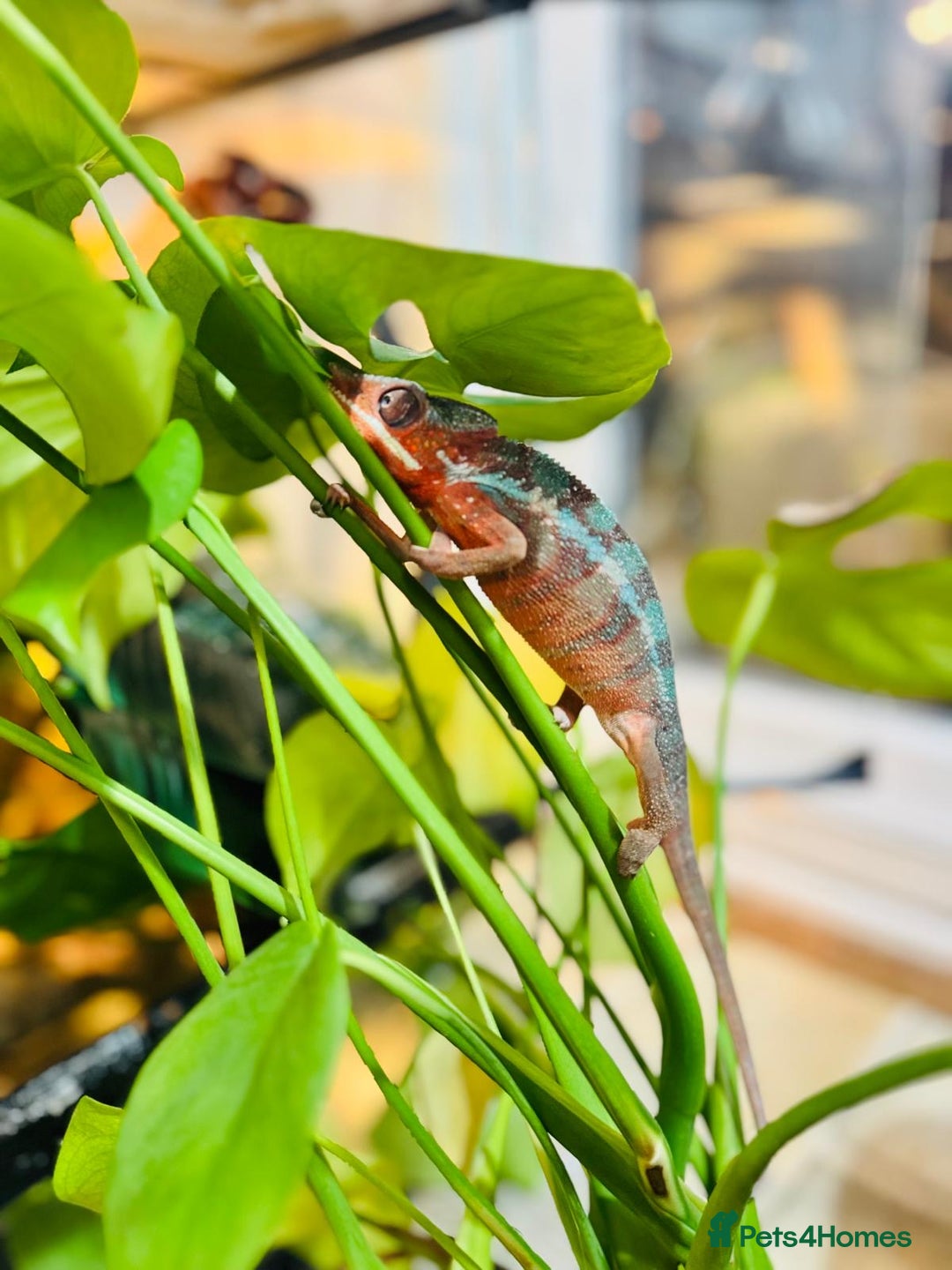 Chameleon reptiles for sale: Chameleons  - Advert 8