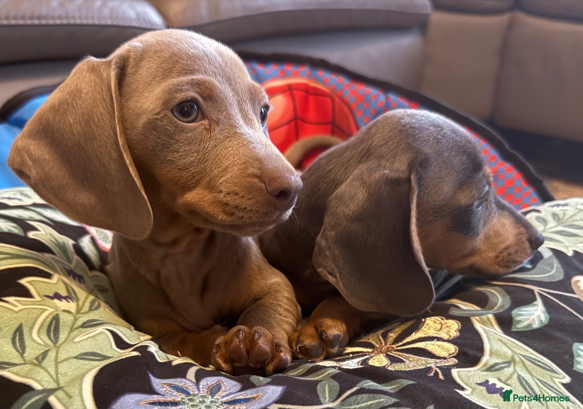 Dachshund dogs Beautiful Dachshund puppies  - Advert 1