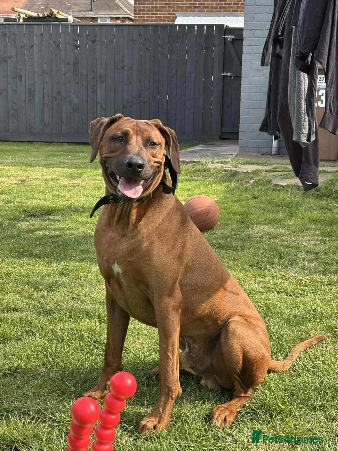 Rhodesian Ridgeback dogs for sale: Rhodesian Ridgeback Adult male in Middlesbrough - Advert 10