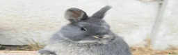 Netherland Dwarf rabbits for sale: ⭐️ Baby rabbits looking for new home ⭐️ - Advert 24