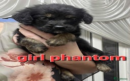 Goldendoodle dogs for sale: 🥰READY NOW GOLDENDOODLES🥰 - Image 7