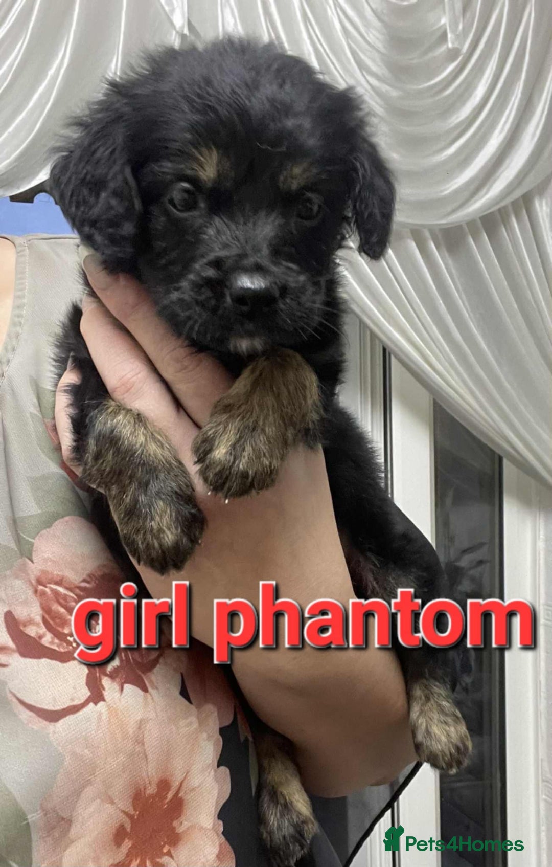 Goldendoodle dogs for sale: 🥰READY NOW GOLDENDOODLES🥰 - Image 7