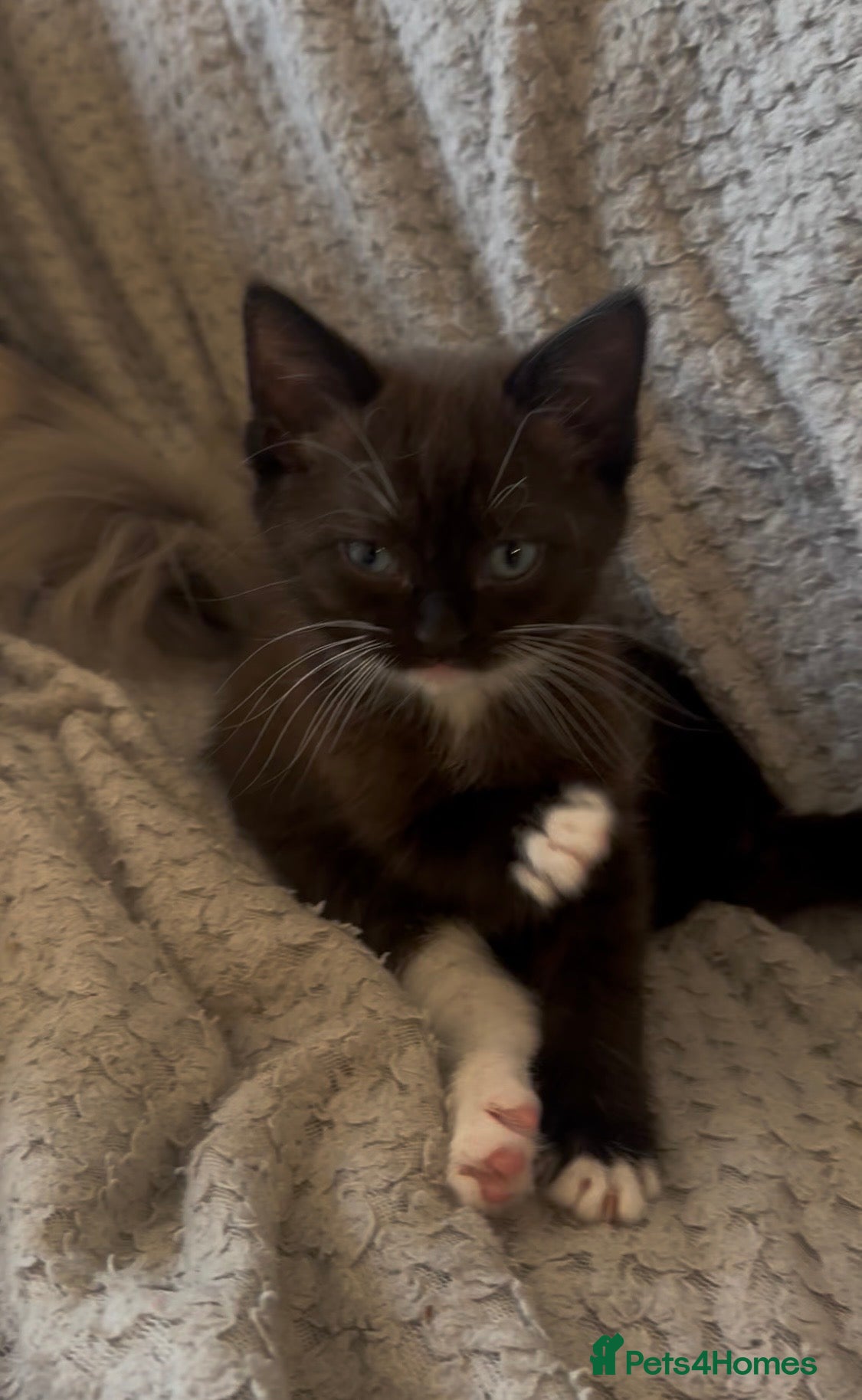 Mixed Breed cats RAGDOLL CROSS GIRL FOR SALE - Advert 2