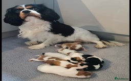 Cavalier King Charles Spaniel dogs for stud: Extensively Health Tested Cavalier King Charles Sp in Mansfield - Image 23