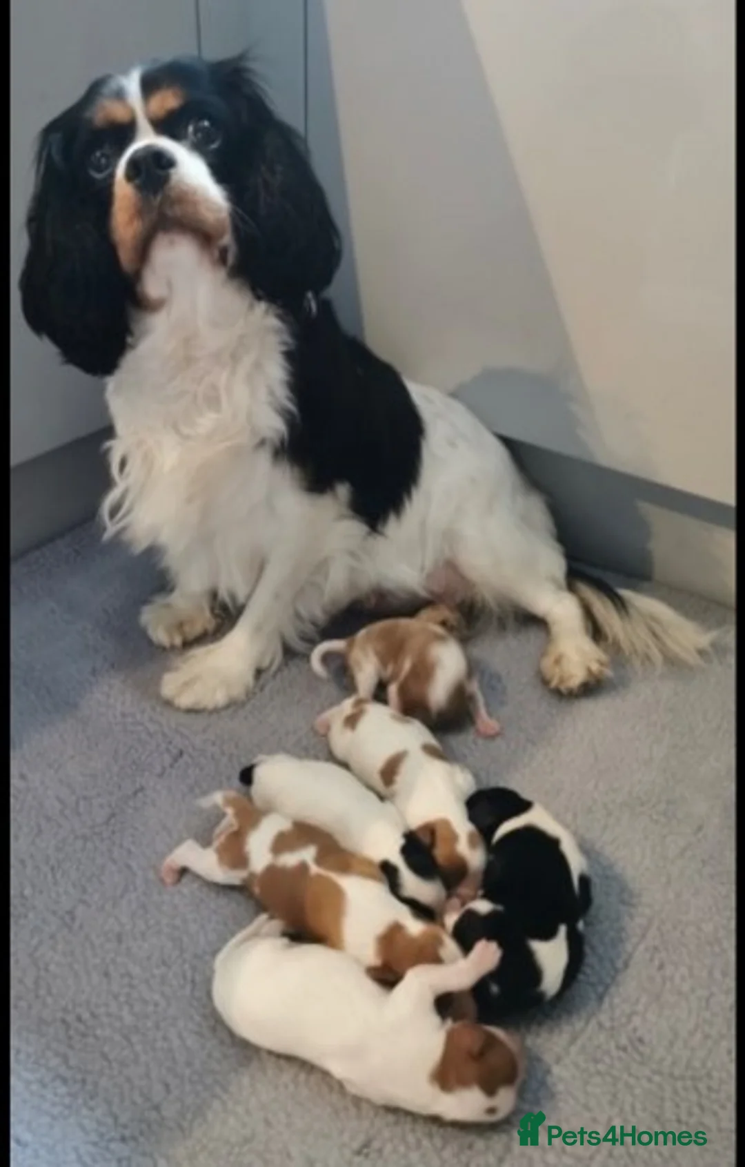 Cavalier King Charles Spaniel dogs for stud: Extensively Health Tested Cavalier King Charles Sp in Mansfield - Advert 23