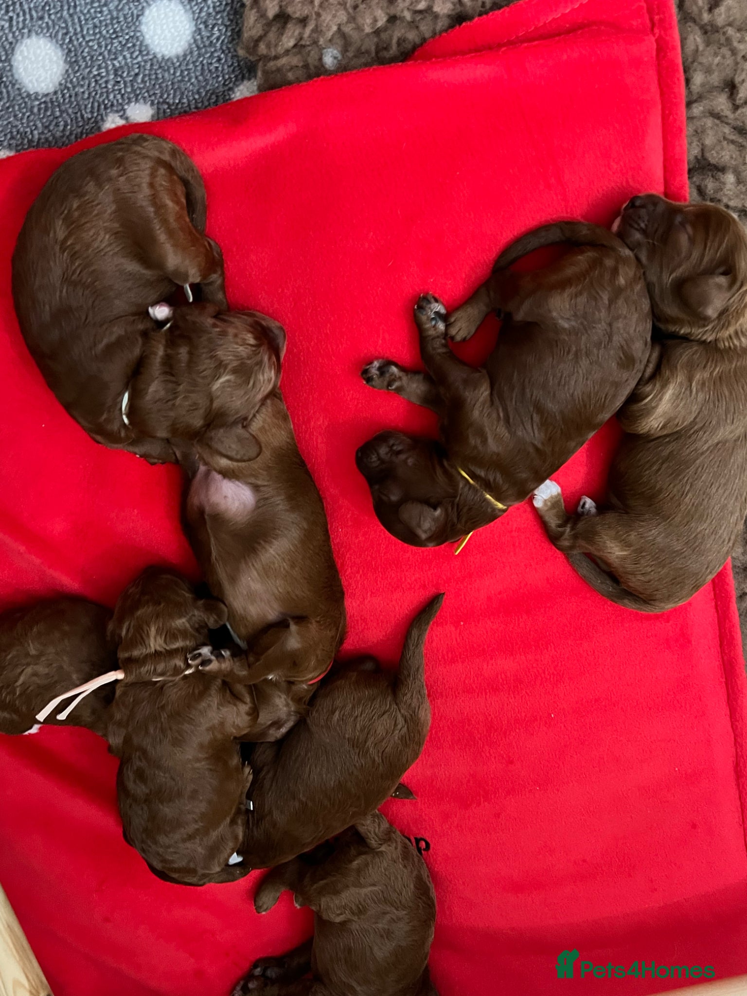 Cockapoo dogs for sale: 8 home raised red F1B cockapoos 3 girls/5 boys - Advert 4