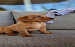 Labrador Retriever dogs for sale: exceptional dark fox red puppies - Image 11