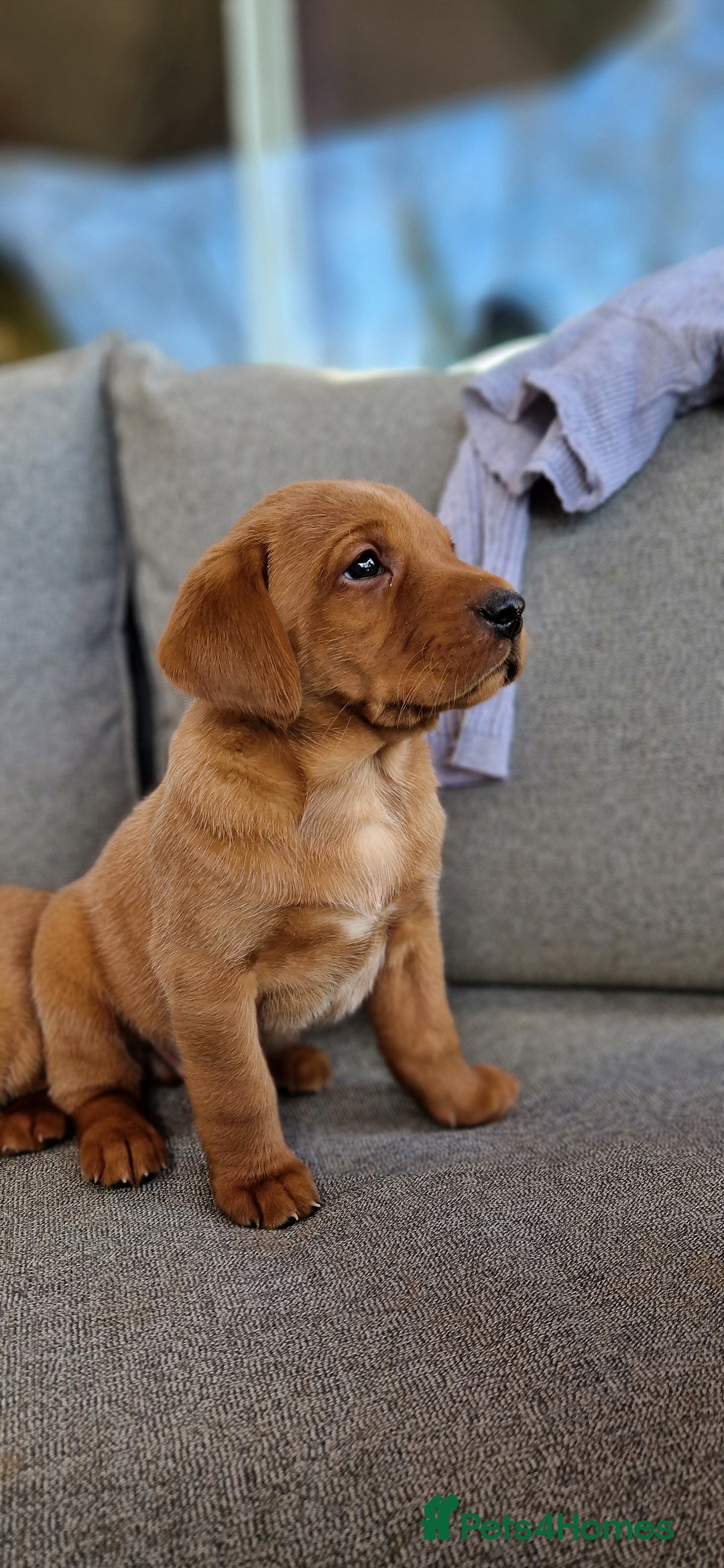 Labrador Retriever dogs for sale: exceptional dark fox red puppies - Image 11