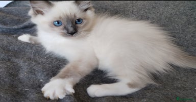 Ragdoll cats - Advert 12