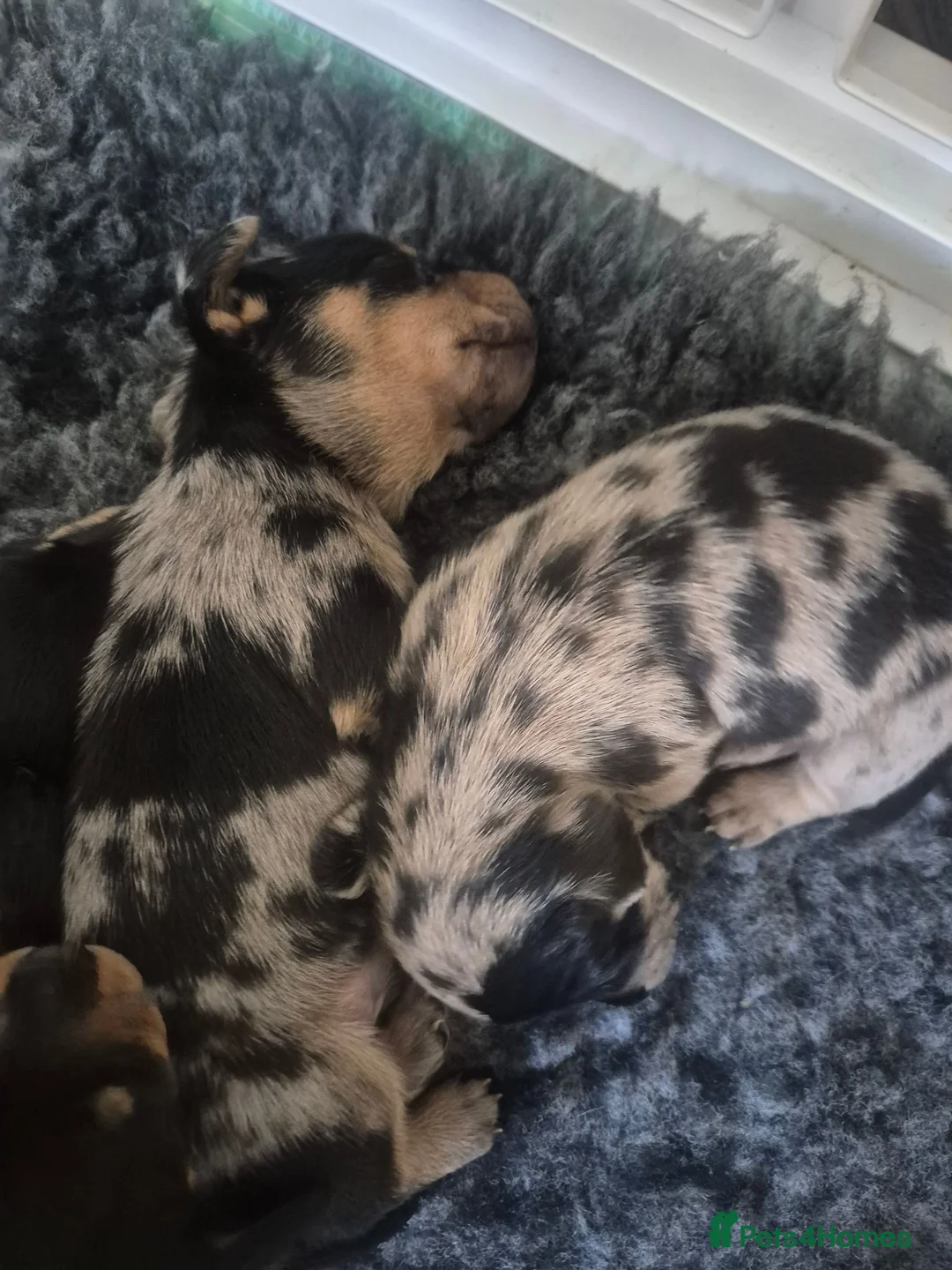 Miniature Dachshund dogs for sale: Beautiful litter of minature dachshund puppies in Alfreton - Advert 13