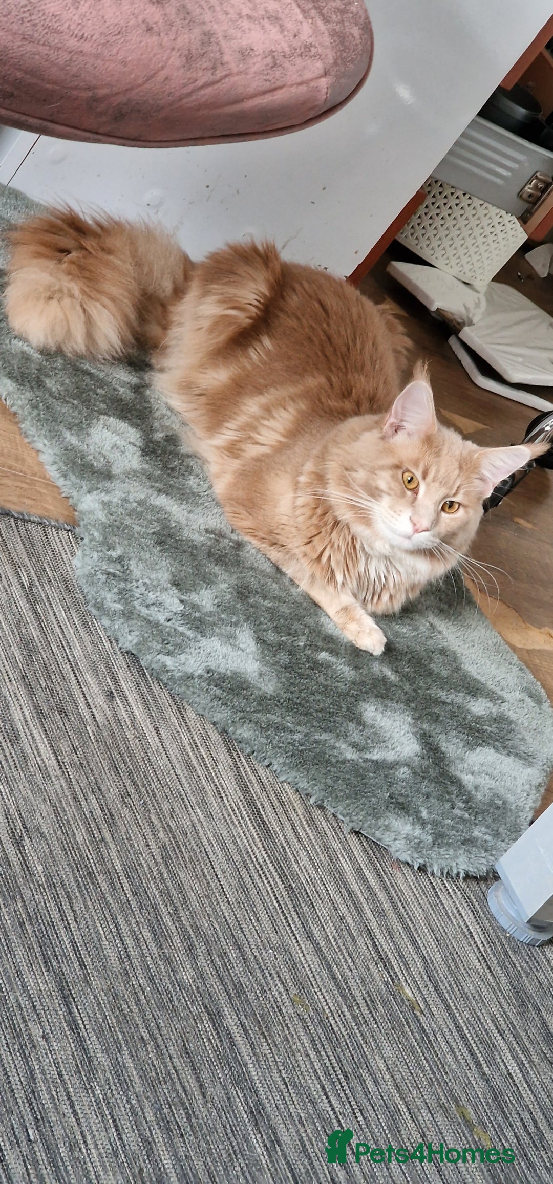 Maine Coon cats for sale: ✨ Two Beautiful Retired Pedigree Maine Coons ✨  - Advert 5