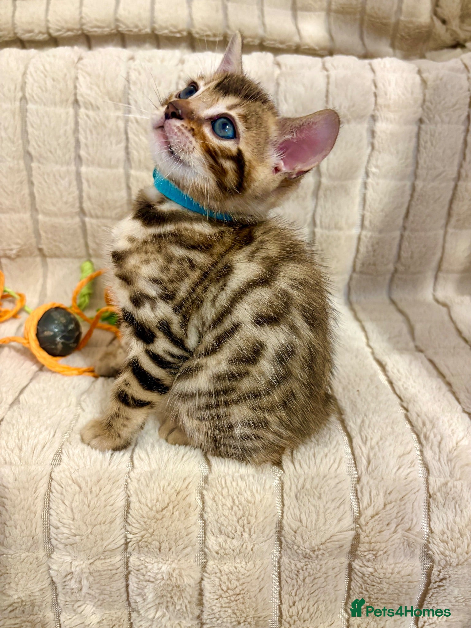 Bengal cats ONLY ONE BOY LEFT! Beautiful Bengal Kittens - Advert 1