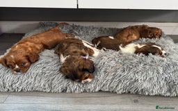 Cavalier King Charles Spaniel dogs for sale: 5 beautiful cavalier King Charles spaniel puppies - Image 28