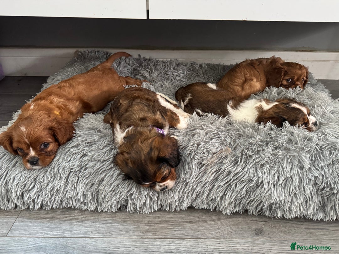 Cavalier King Charles Spaniel dogs for sale: 5 beautiful cavalier King Charles spaniel puppies - Image 28