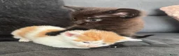 Domestic Shorthair cats for sale: Male and female kittens in Leeds - Advert 1