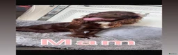 Cockapoo dogs for sale: Beautiful cockapoo puppies  in Darlington - Advert 1
