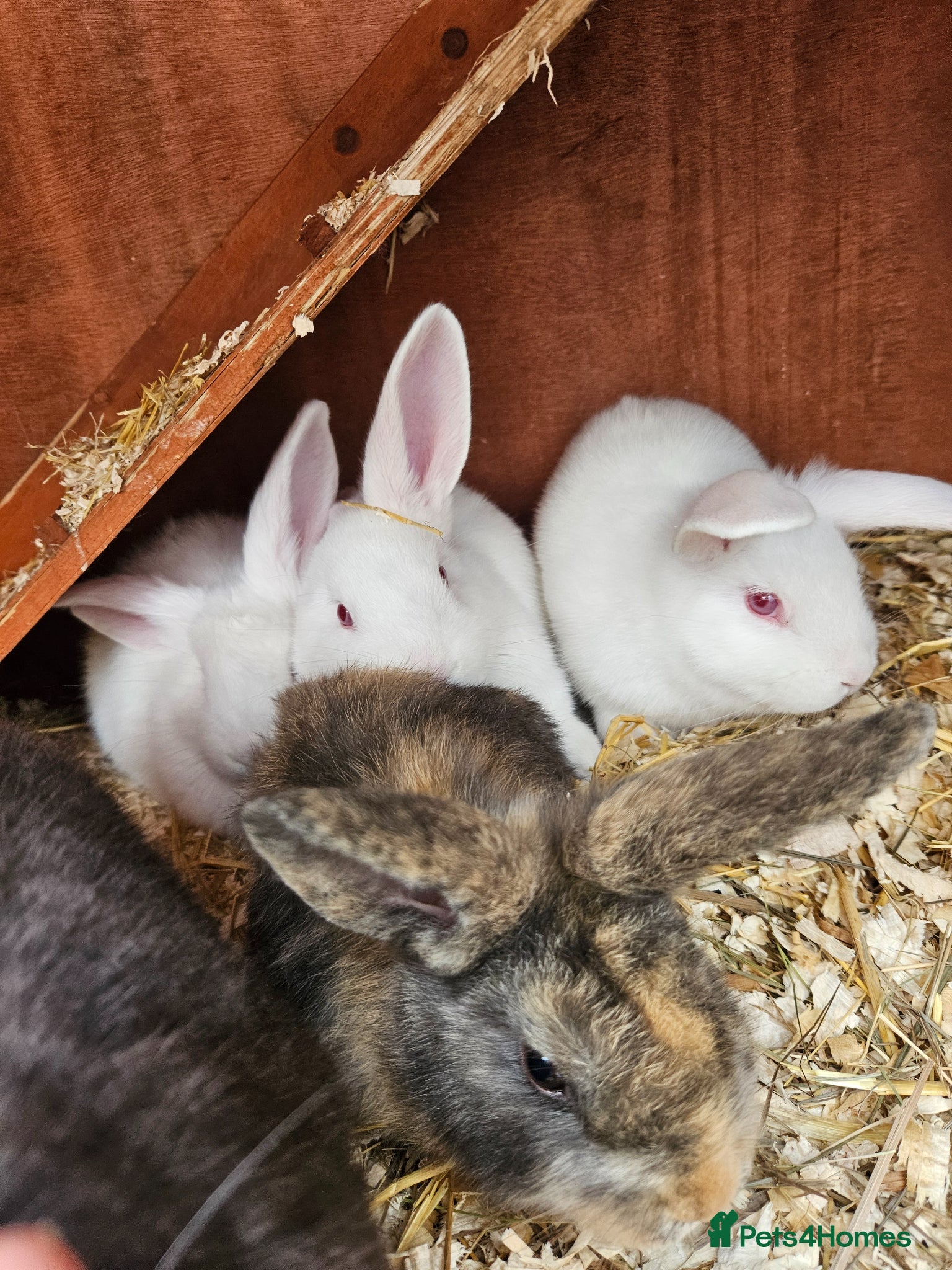 Mini Lop rabbits Mini lops  - Advert 12