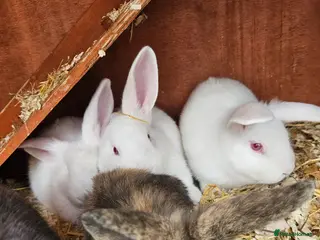 Mini Lop rabbits Mini lops - Advert 12