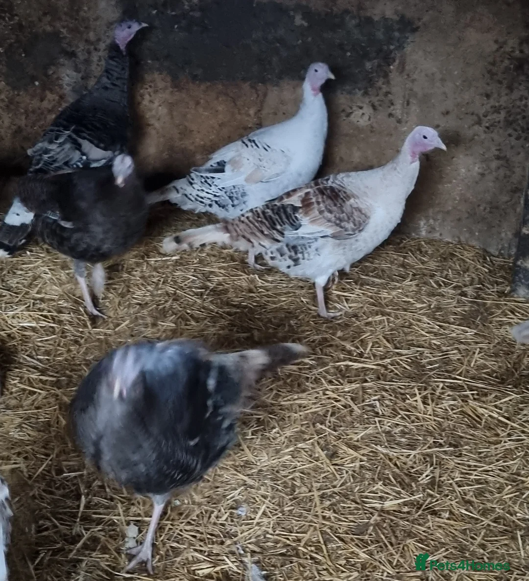 Turkeys poultry for sale: Turkey hens for sale  - Advert 4
