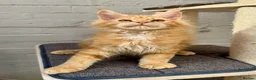 Maine Coon cats for sale: TICA Pedigree Massive Red Kittens - Advert 24