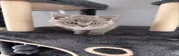 British Shorthair cats for sale: 🐾 British Shorthair Looking for Their Homes 🐾 - Advert 10
