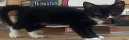 Mixed Breed cats for sale: Cute kittens used to dogs - Advert 1