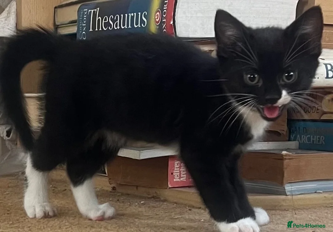 Mixed Breed cats for sale: Cute kittens used to dogs - Advert 1
