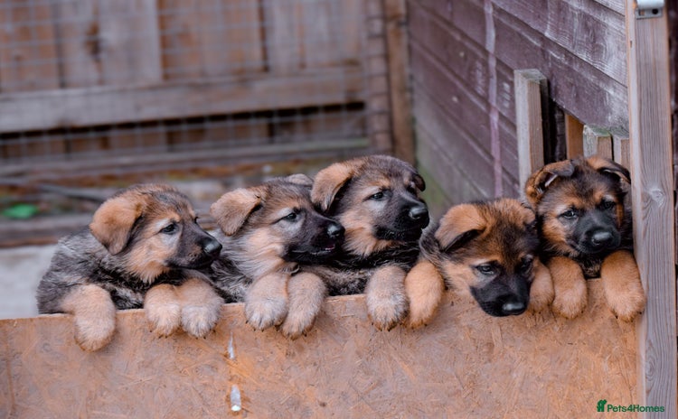 German Shepherd dogs - Advert 10