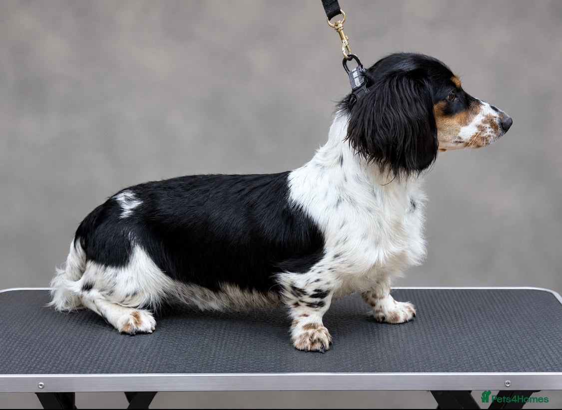 Miniature Dachshund dogs ARLO STUD - Advert 5