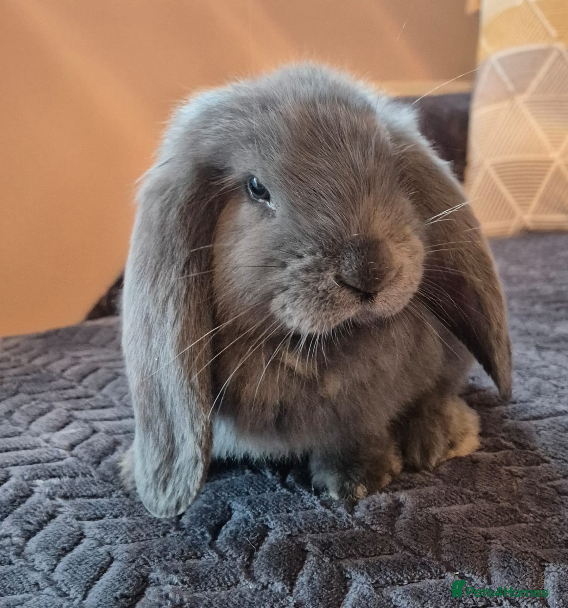 French Lop rabbits Friendly French Lops - Advert 6