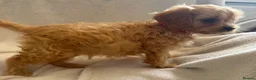 Cavapoo dogs for sale: Beautiful F1 Cavapoo Puppies - Advert 8