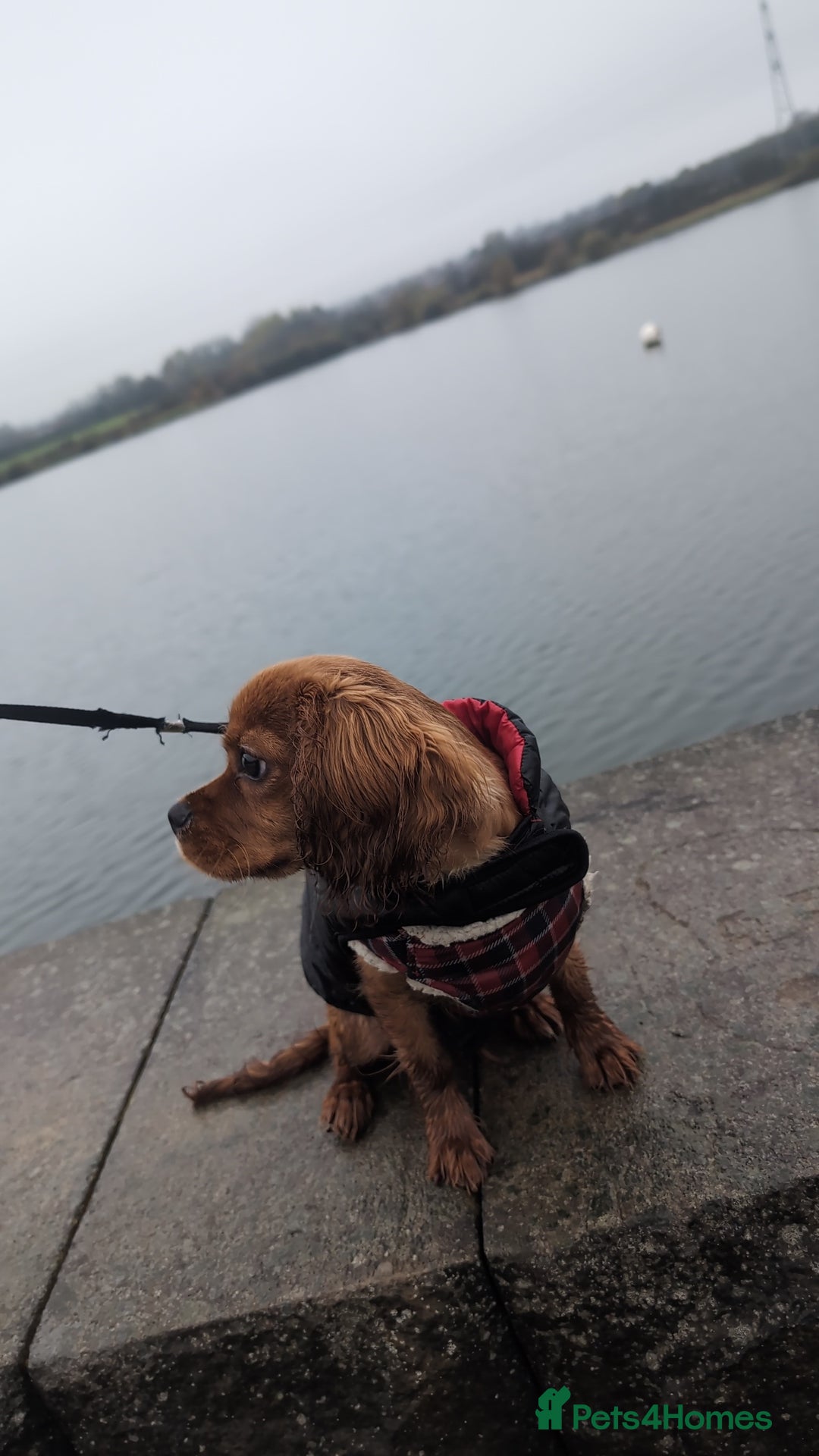 Cavalier King Charles Spaniel dogs for sale: King Charles spaniel  - Advert 3