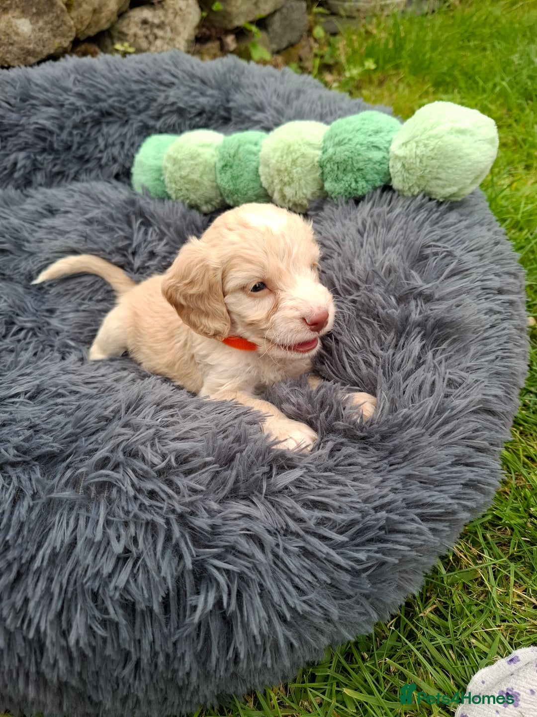 Cockapoo dogs for sale: Beautiful Cockapoo Puppies For Sale  - Image 3