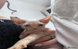 Devon Rex cats for sale: 1 girl left. Stunning Devon Rex GCCF kittens  - Image 8