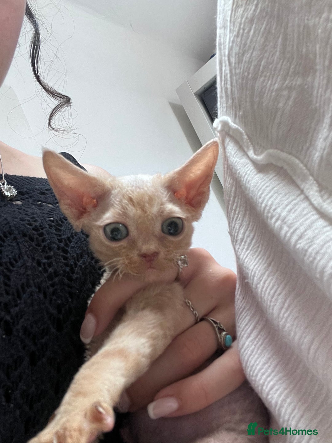 Devon Rex cats for sale: 1 girl left. Stunning Devon Rex GCCF kittens  - Image 8
