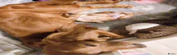 Cockapoo dogs for sale: Outstanding COCKAPOO F1.  - Advert 10