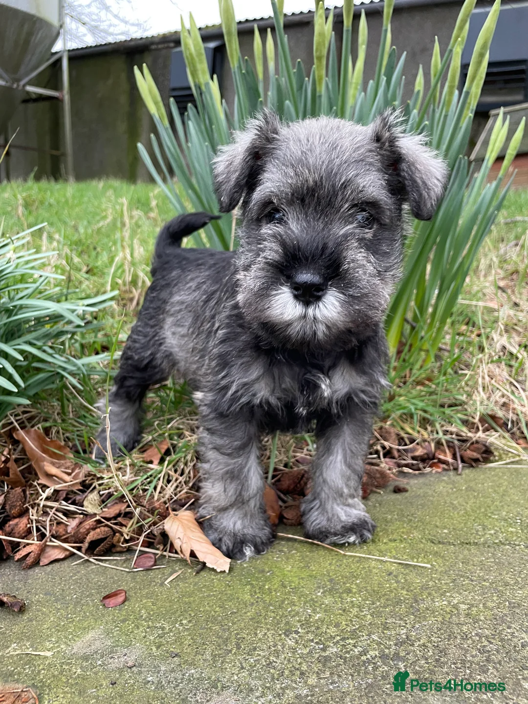 Miniature Schnauzer dogs for sale: KC reg & health tested miniature schnauzer pups  - Advert 2