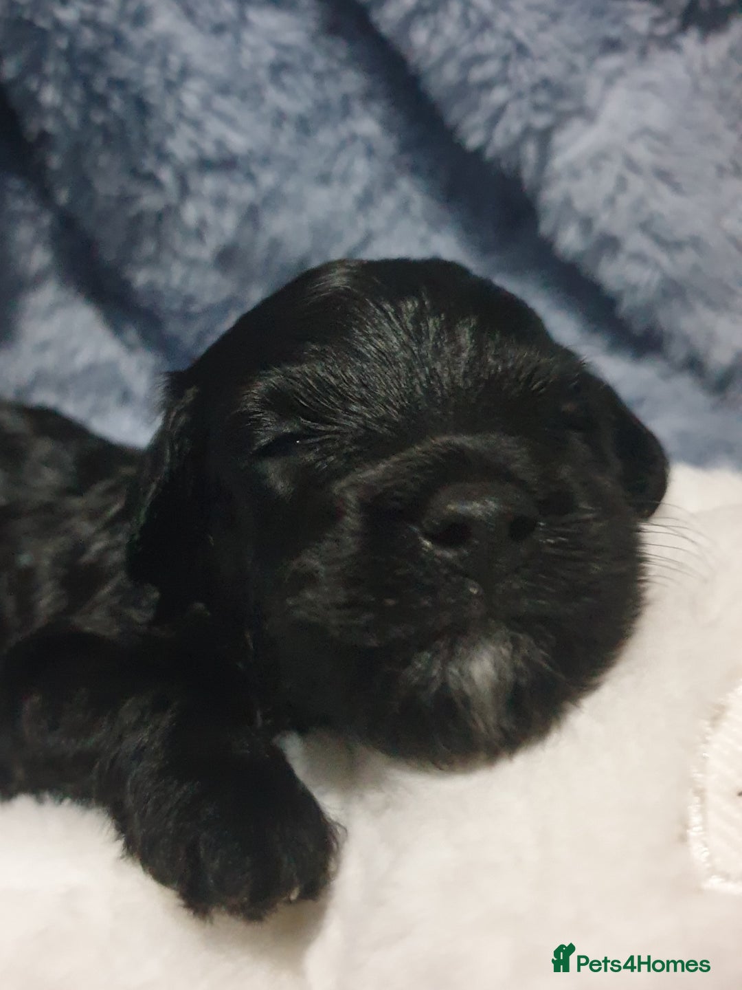 Jackapoo dogs for sale: Beautiful Jackapoo x Asian Toy poodle F1B - Image 9
