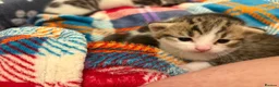 Mixed Breed cats for sale: Gorgeous Bengal cross babies  - Advert 11