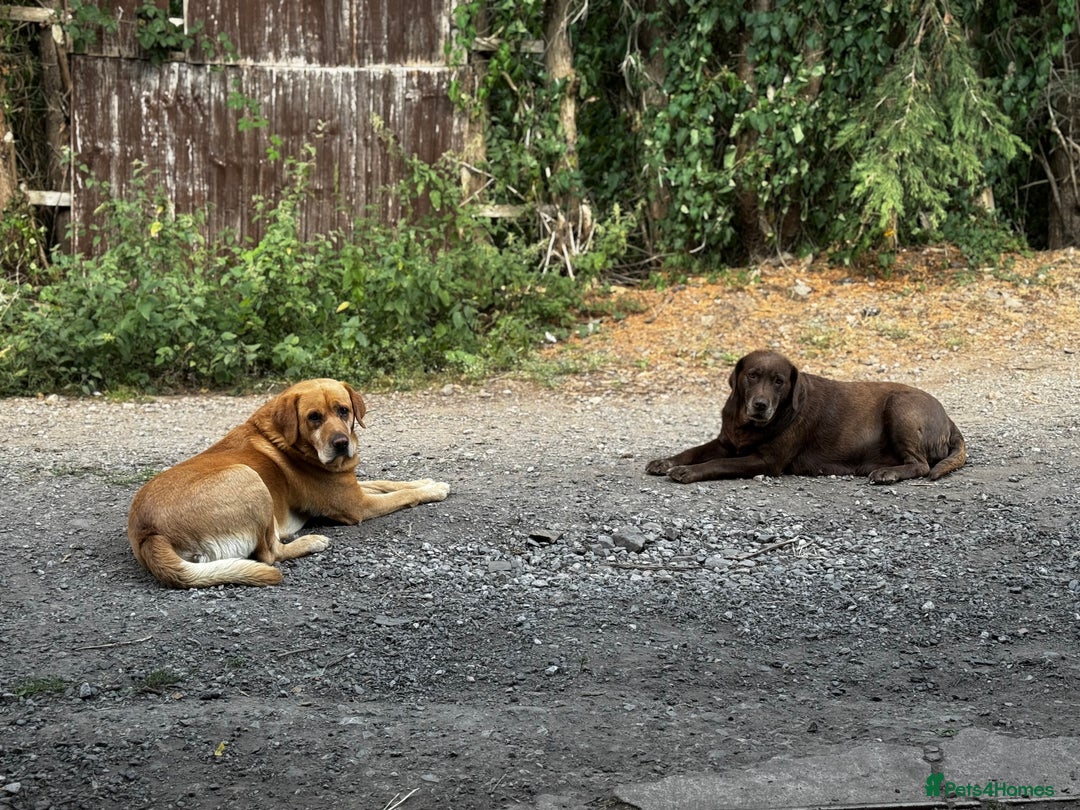Labrador Retriever dogs for sale: Chunky black little man ready now  - Image 6