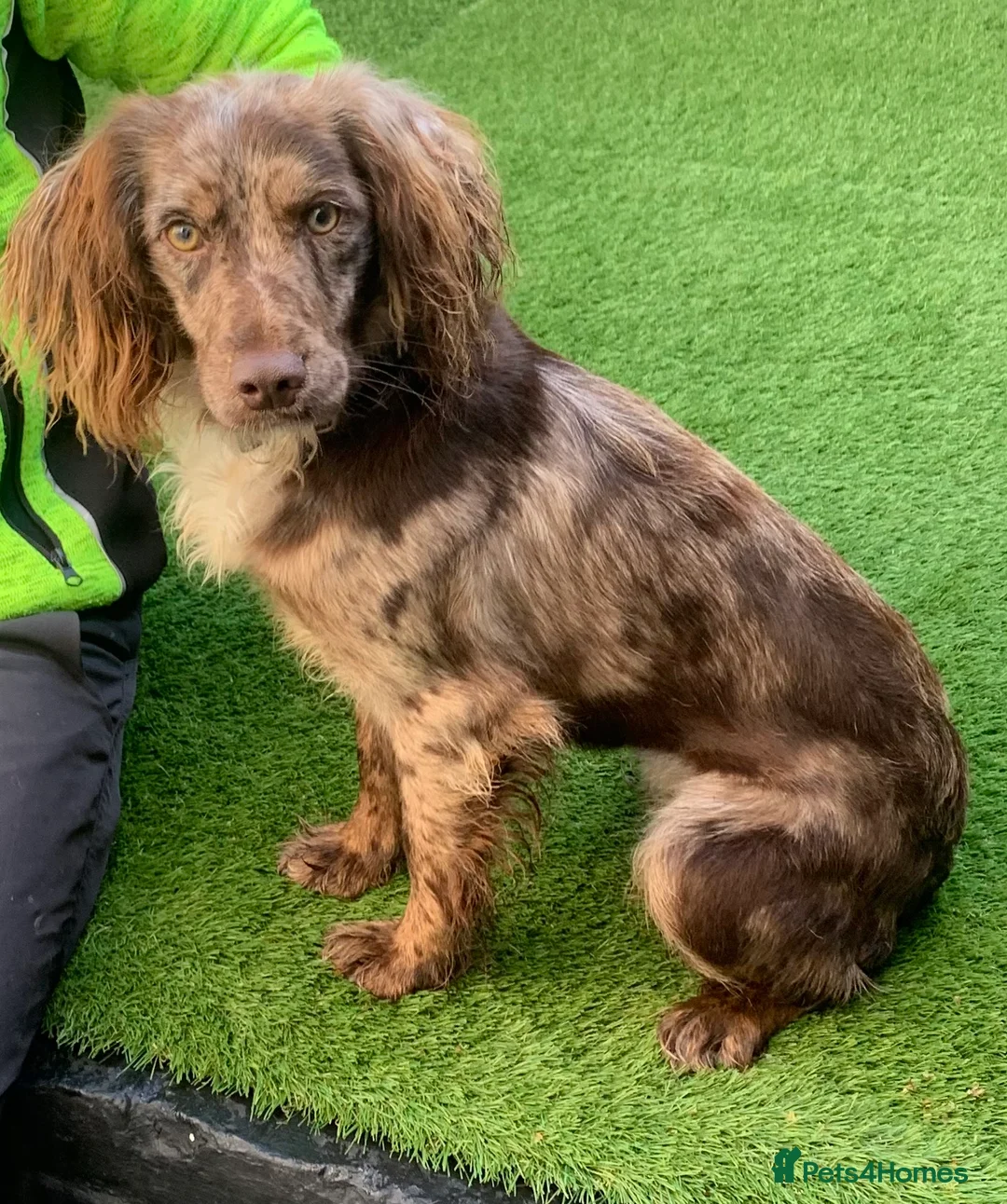 Cocker Spaniel dogs for sale: Beautiful cocker spaniel puppies  - Advert 16