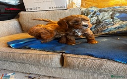 Cavapoo dogs for sale: Red toy cavapoo  - Image 8