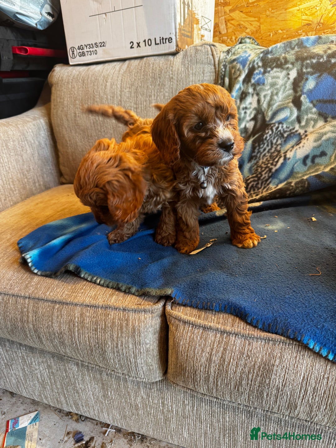 Cavapoo dogs for sale: Red toy cavapoo  - Image 8
