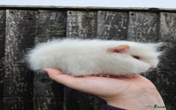 Guinea Pig rodents for sale: 3 baby swiss boars - Image 5
